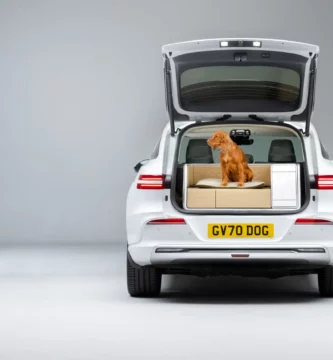 Perro sentado en la cajuela de un automóvil blanco.