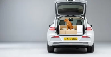 Perro sentado en la cajuela de un automóvil blanco.